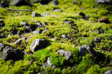 moss on stone