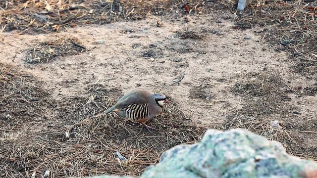 Chukar Partridge (Alectoris chukar) moving slowly in the Rocky Mountains, this species was introduced from Asia as a game bird throughout much of the world.