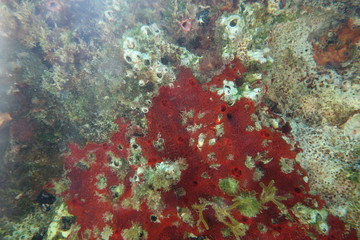  Underwater photos from Albania © moniadk