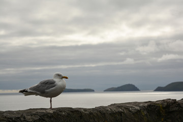 seagull on beach