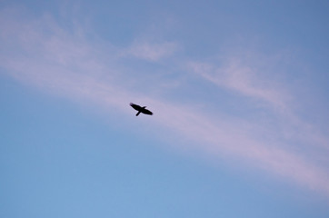 bird in flight