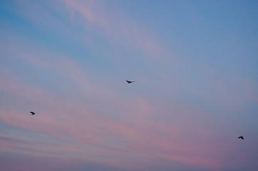 Fototapeta na wymiar birds in the sky