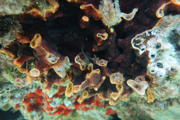  Underwater photos from Albania © moniadk