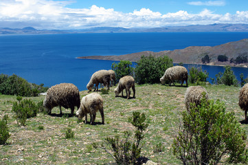 Moutons sur l'Isla del Sol, Bolivie