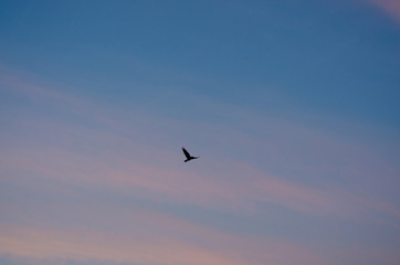 bird in flight