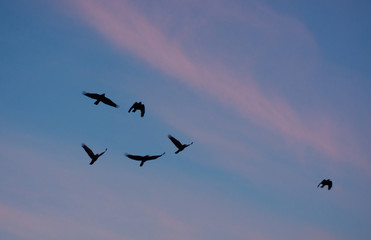 Fototapeta na wymiar flock of birds flying in the blue sky