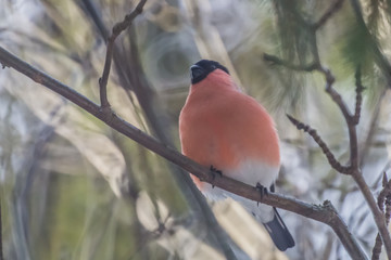 beautiful bullfinch sit on a branch on a clear day