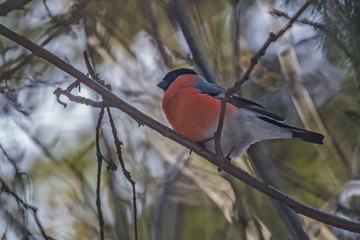 beautiful bullfinch sit on a branch on a clear day