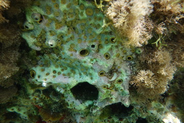  Underwater photos from Albania © moniadk
