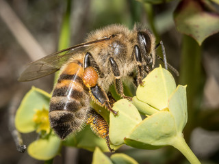 Abeille
