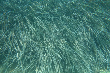  Underwater photos from Albania