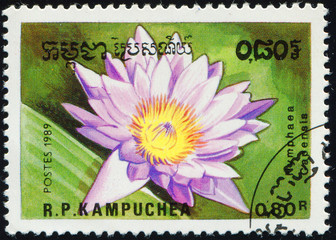 CAMBODIA - CIRCA 1989: stamp 0.80 Cambodian riel printed by Kingdom of Cambodia, shows flowering...