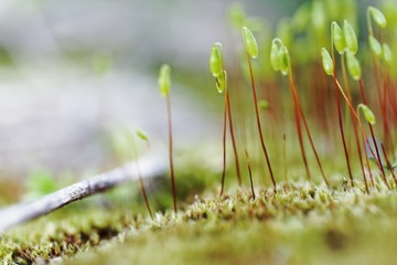 Small moss plant on the ground with selective focus