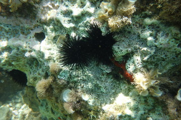  Underwater photos from Albania © moniadk