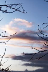 Branch of trees against evening sky