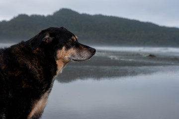dog overlooking the beach