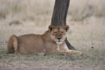 Female lion in Serengeti National Park, Tanzania
