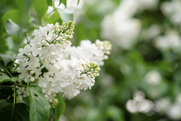 Spring lilac white flowers