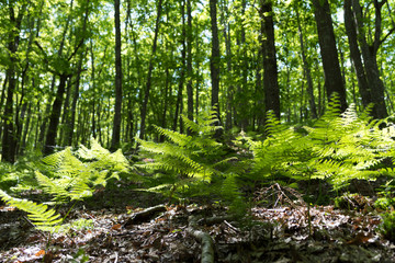 Forêt ensoleillée  