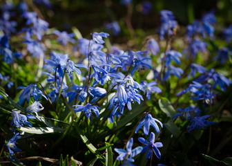blue flowers in the garden