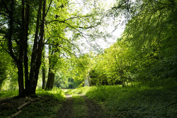 Forêt ensoleillée  