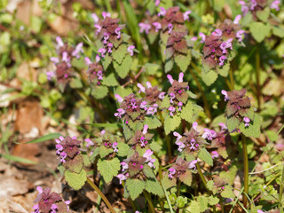 Lamium purpureum | Tapis vert de lamier pourpr&eacute; ou ortie rouge aux fleurs rose magenta &agrave; l&egrave;vres en casque, griff&eacute;es de violet au feuillage vert pourpr&eacute; et poilu