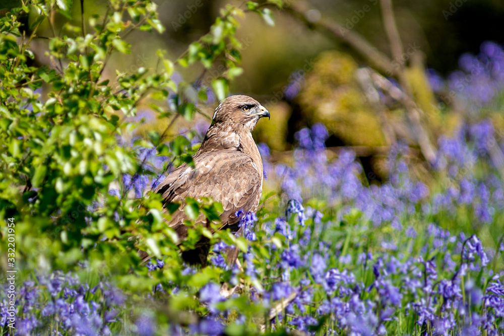 Poster a buzzard on the ground after a dive for prey and on the look out. it is surrounded by bluebells