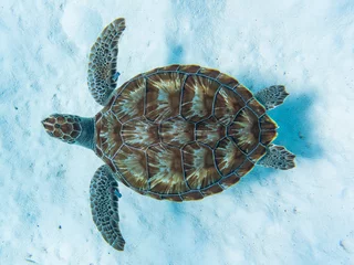 Foto op Plexiglas Groene zeeschildpad die boven witte zandige oceaanbodem zwemt © Floris