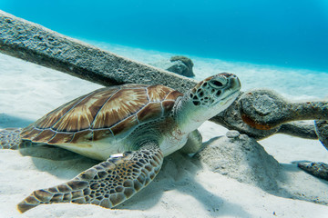 Sea turtle chilling on the bottom of a blue ocean on the sandy white ocean floor near an anchor