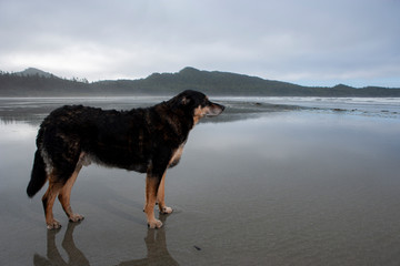 dog on the beach