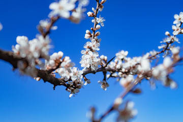 Spring is here