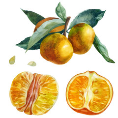 Watercolor illustration, set. Purified Mandarin Half, Purified Whole Mandarin Fruit. Branch with tangerines, mandarin leaves. Tangerine bones.