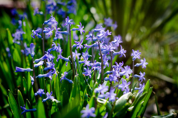 Fototapeta premium blue flowers in the garden
