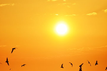 Obraz na płótnie Canvas Sunset sky full of sea-gulls, romantic photo for typography