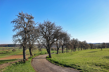 Obstbaumallee