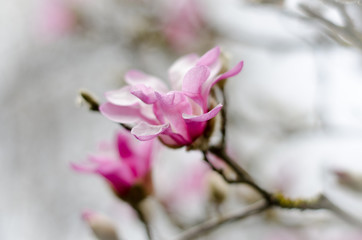 Obraz premium pink flowers of a tree