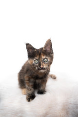 studio portrait of a cute tortoiseshell maine coon kitten looking at camera isolated on white background with copy space