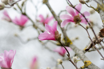 flowers of tree in spring