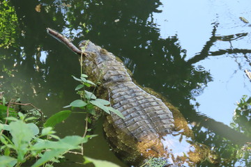 crocodile in water