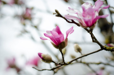 magnolia tree in blossom