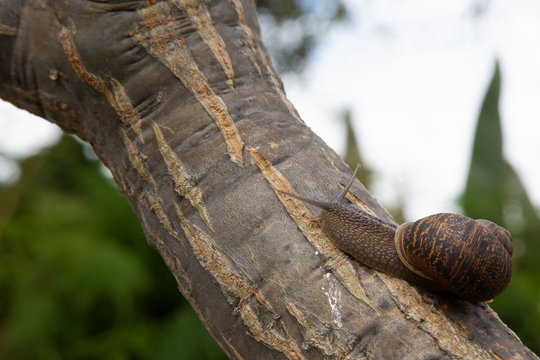 A snail in a tree at the garden