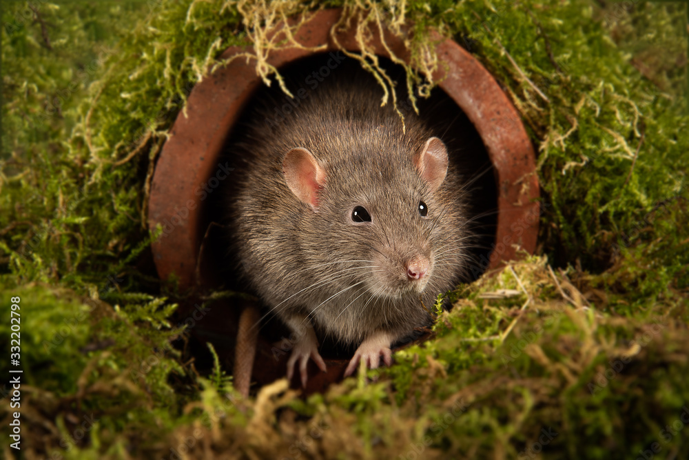 Poster A close up portrait of the head and face of a rat as it emerges from a drainpipe and facing forward