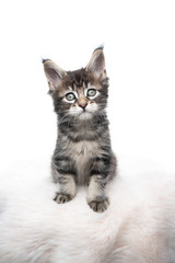 studio portrait of a cute tabby maine coon kitten sitting on fake fur looking at camera isolated on white background