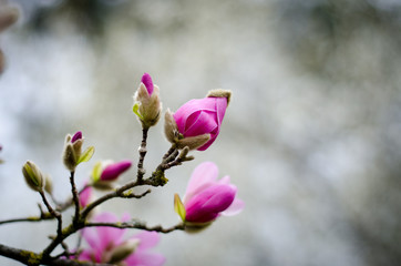 magnolia tree in blossom