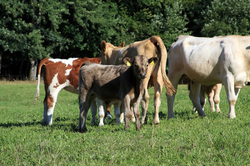 Naklejka na ściany i meble Cattle, Pasture, Mountain pasture, Rhoen Biosphere Reserve, Germany, Europe