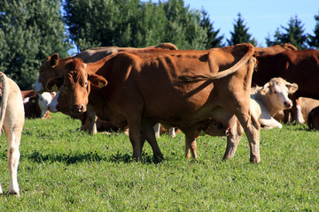 Cattle, Pasture, Mountain pasture, Rhoen Biosphere Reserve, Germany, Europe