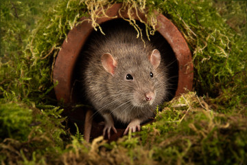 A close up portrait of the head and face of a rat as it emerges from a drainpipe and facing forward
