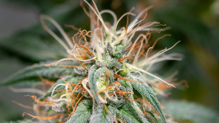 Naklejka na ściany i meble Macro Cannabis Weed Close Up Marijuana Bud 