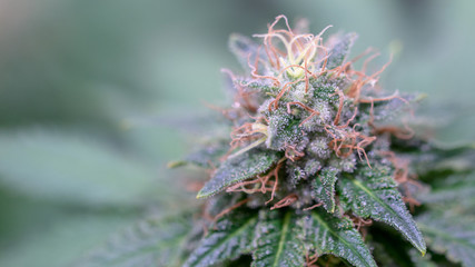 Macro Cannabis Weed Close Up Marijuana Bud 