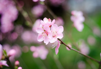 Obraz premium pink flowers